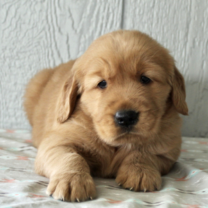 Golden Retriever Puppy Evan