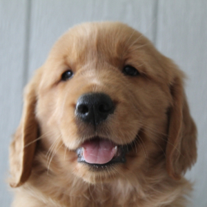 Golden Retriever Puppy Evan