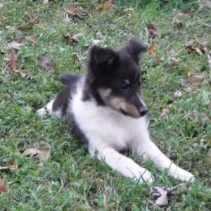 Shetland Sheepdog Puppy Caleb