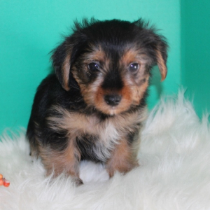 Yorkshire Terrier Puppy Gizmo