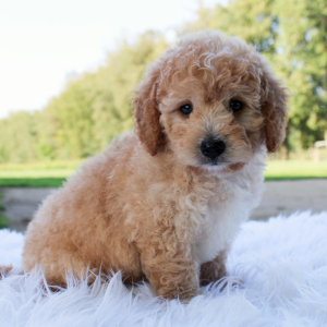 Bernedoodle Puppy Ari