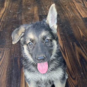 German Shepherd Dog Puppy Aren