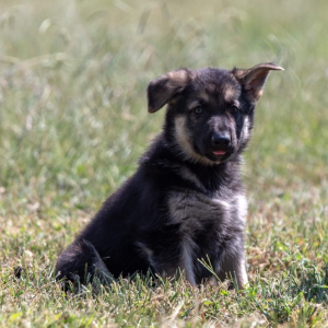 German Shepherd Dog Puppy Aren