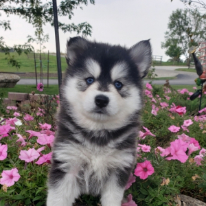 Pomsky Puppy Princess
