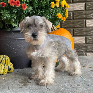 Miniature Schnauzer Puppy Milo