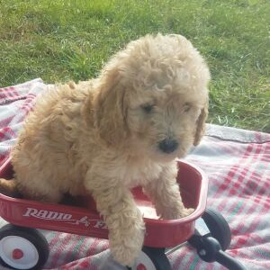 Goldendoodle Puppy Mike