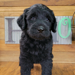 Labradoodle Puppy Molly