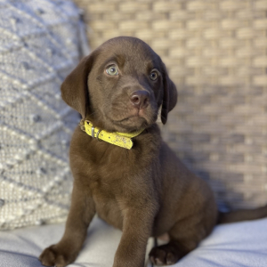 Labrador Retriever Puppy Hershey