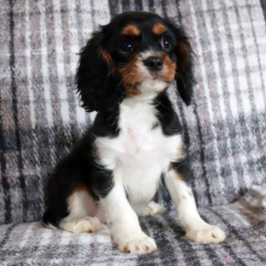 Cavalier King Charles Spaniel Puppy Teddy