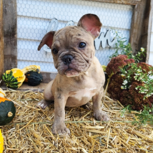 French Bulldog Puppy Candy