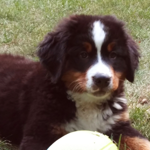 Bernese Mountain Dog Puppy Carter