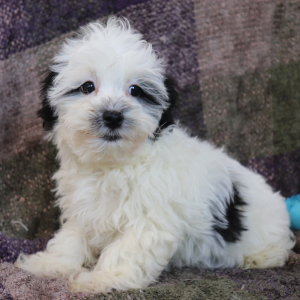 Havanese Puppy Andre