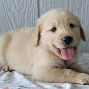 Golden Retriever Puppy Fido