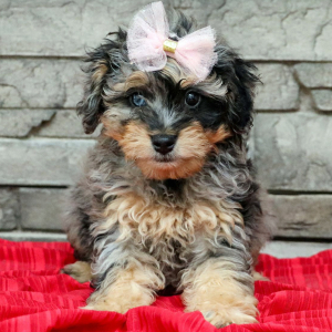 Bernedoodle Puppy Brinley