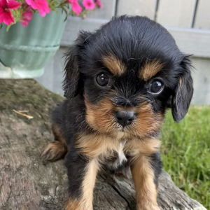 Cavalier King Charles Spaniel Puppy Leon