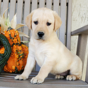 Labrador Retriever Puppy Maggie
