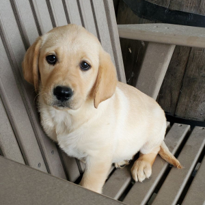 Labrador Retriever Puppy Maggie