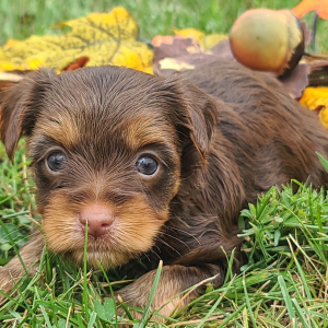 Yorkshire Terrier Puppy Kodac