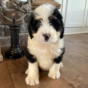 Bernedoodle Puppy Bode