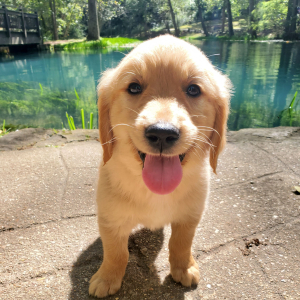 Golden Retriever Puppy Simba