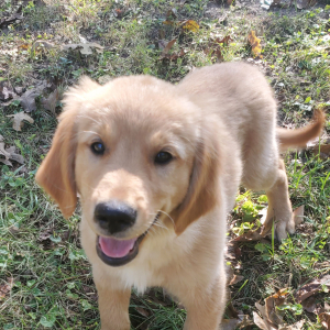 Golden Retriever Puppy Simba