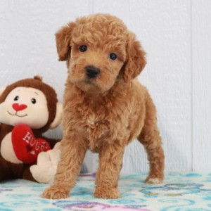 Labradoodle Puppy Angel
