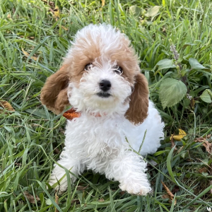 Cavapoo Puppy Caraway