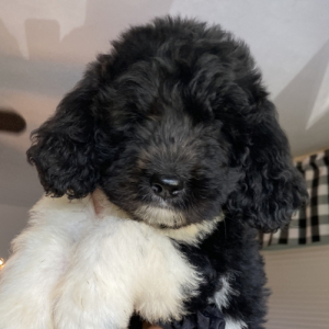 Newfypoo Puppy Oreo