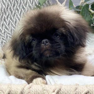 Pekingese Puppy Nash