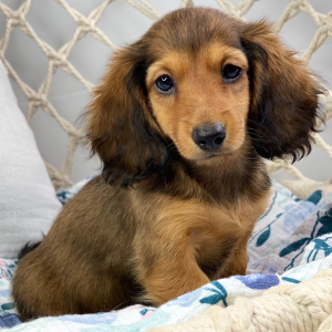 Dachshund Puppy Kara