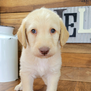 Labradoodle Puppy Benny