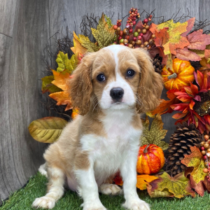 Cavalier King Charles Spaniel Puppy Asher