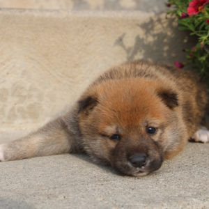 Shiba Inu Puppy Sunny