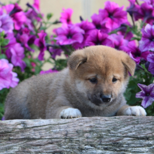 Shiba Inu Puppy Sunny