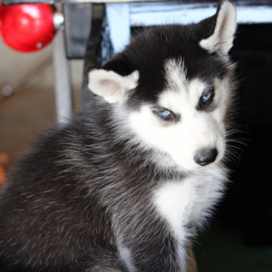 Siberian Husky Puppy Hester