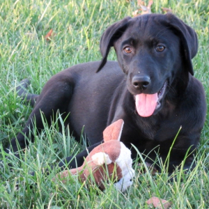 Labrador Retriever Puppy Donna