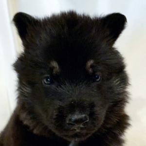German Shepherd Dog Puppy Grimm
