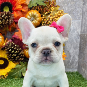 French Bulldog Puppy Clover