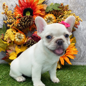 French Bulldog Puppy Clover