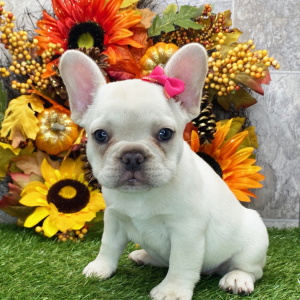 French Bulldog Puppy Clover