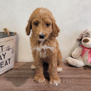 Goldendoodle Puppy Miss Sadie