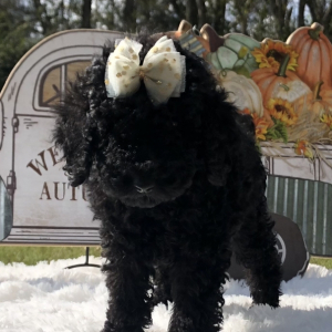Poodle Puppy Amelia