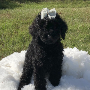 Poodle Puppy Amelia