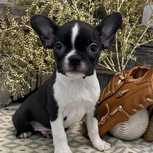 Boston Terrier Puppy Percy