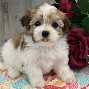 Havanese Puppy Laurel
