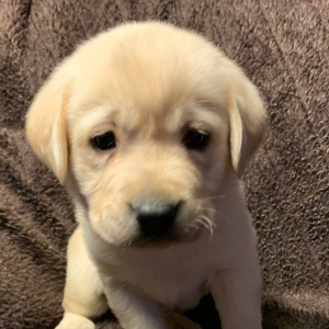 Labrador Retriever Puppy Leia