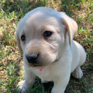 Labrador Retriever Puppy Leia