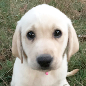 Labrador Retriever Puppy Leia