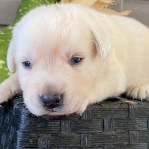 Labrador Retriever Puppy Greg