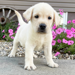 Labrador Retriever Puppy Greg